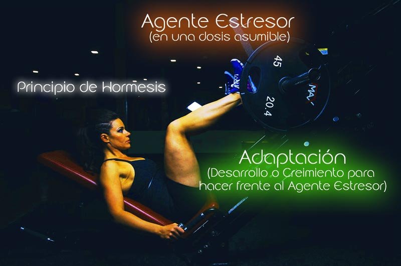 Hormesis: el agente estresor genera una adaptación